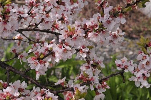 ユスラウメ 漢字で梅桃 山桜桃と書く 花蝶鳥風ー散歩道の花々