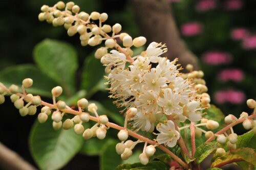 リョウブ 甘い香りの白い花 花蝶鳥風ー散歩道の花々