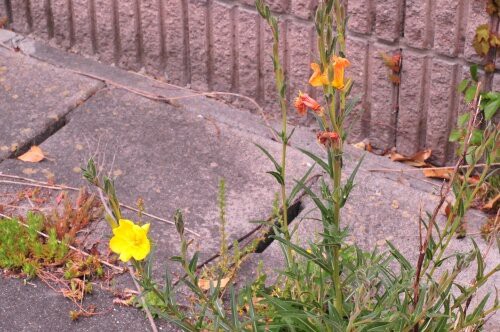 マツヨイグサ この仲間はすべて外来種 花蝶鳥風ー散歩道の花々