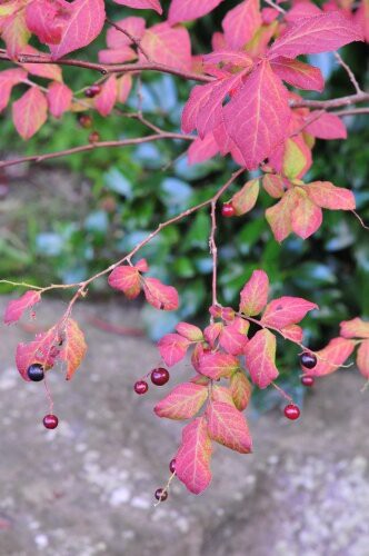 ナツハゼ 紅葉し 実が色づく 花蝶鳥風ー散歩道の花々