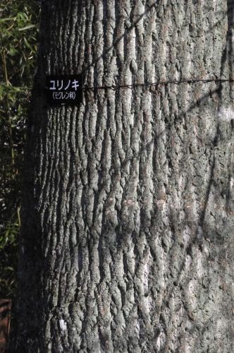 樹皮 １ イヌシデ ユリノキ ケヤキ 花蝶鳥風ー散歩道の花々