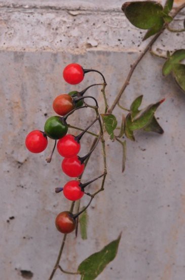 ヒヨドリジョウゴ ヒヨドリも食べない実 花蝶鳥風ー散歩道の花々