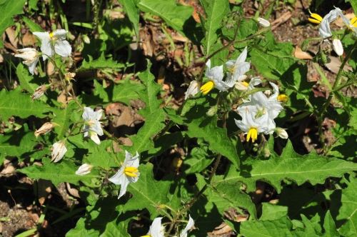 ワルナスビ 本当に始末が悪い雑草 花蝶鳥風ー散歩道の花々