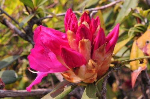 セイヨウシャクナゲ 大きく豪華な花 花蝶鳥風ー散歩道の花々