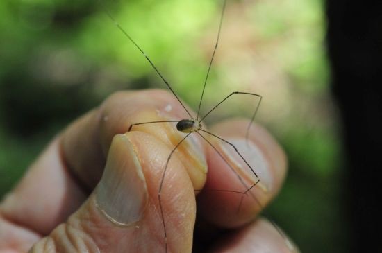 ザトウムシ 足の長いクモ クモなど虫の嫌いな方はご遠慮ください 花蝶鳥風ー散歩道の花々