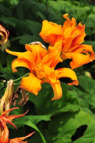 ヤブカンゾウ 雄しべ 雌しべが花弁化した花 花蝶鳥風ー散歩道の花々