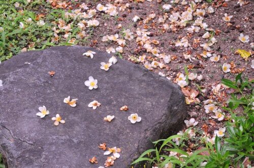 ヒメシャラ 小さな白い花 花蝶鳥風ー散歩道の花々