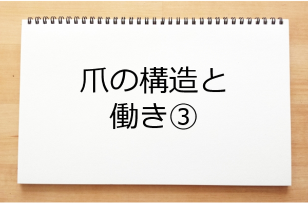 爪の構造と働き ネイル検定試験対策 ネイルのお勉強たん