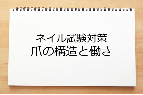 爪の構造と働き ネイル検定試験対策 ネイルのお勉強たん