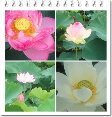 蓮 睡蓮 きまま日和