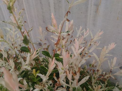 ハクロニシキとドワーフライラック 猫 知恵ののたん De にゃんげるげってぃ っ D っ ハァハァ ハクロニシキとドワーフライラック 猫 知恵ののたん De にゃんげるげってぃ っ D っ ハァハァ