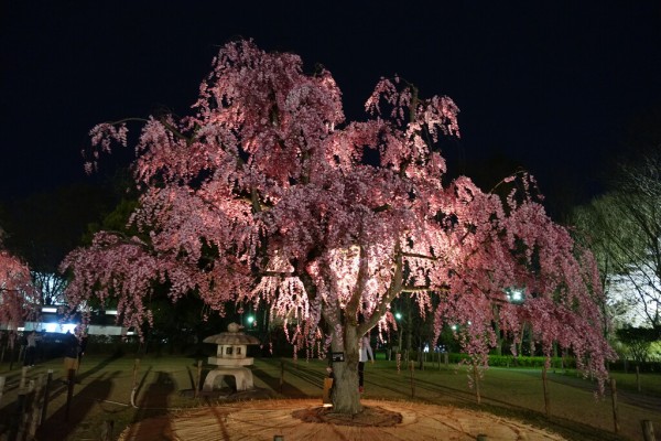 おでかけ 霞城公園の夜桜見物19 ステレオカセットキングダム