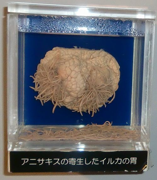 目黒寄生虫館を歩く 帝都を歩く