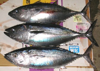 マグロの子供は４ｋｇ 龍龍的世界 Lonlonworld