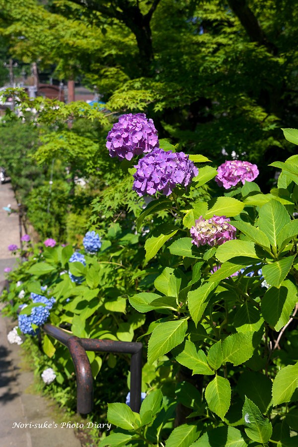 北鎌倉 東慶寺の紫陽花 18 続報 Nori Sukeの写真散歩