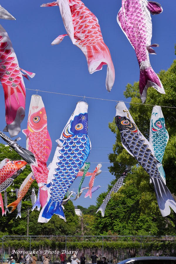 藤沢・白旗神社の藤、鯉のぼり 2022 : Nori-sukeの写真散歩