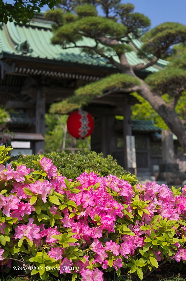 長谷寺の牡丹とツツジと藤 Nori Sukeの写真散歩