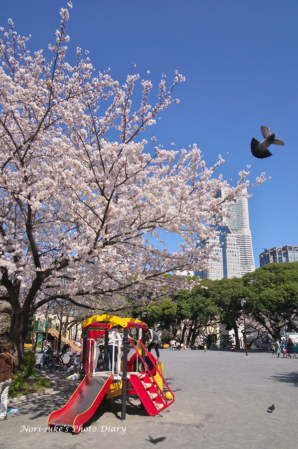 横浜 掃部山公園の桜とランドマークタワー Nori Sukeの写真散歩