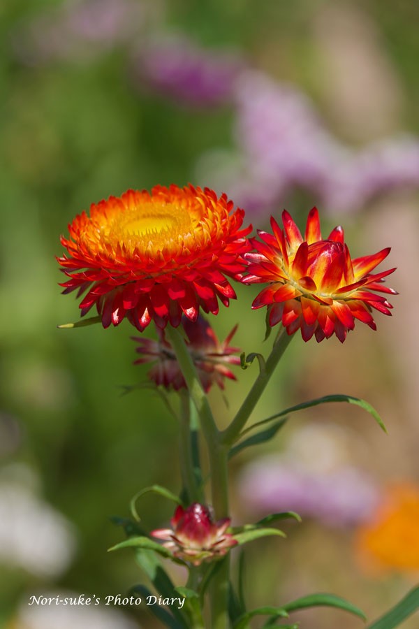 鎌倉・大船フラワーセンターの蓮、紫陽花、初夏の花 2024 : Nori-suke