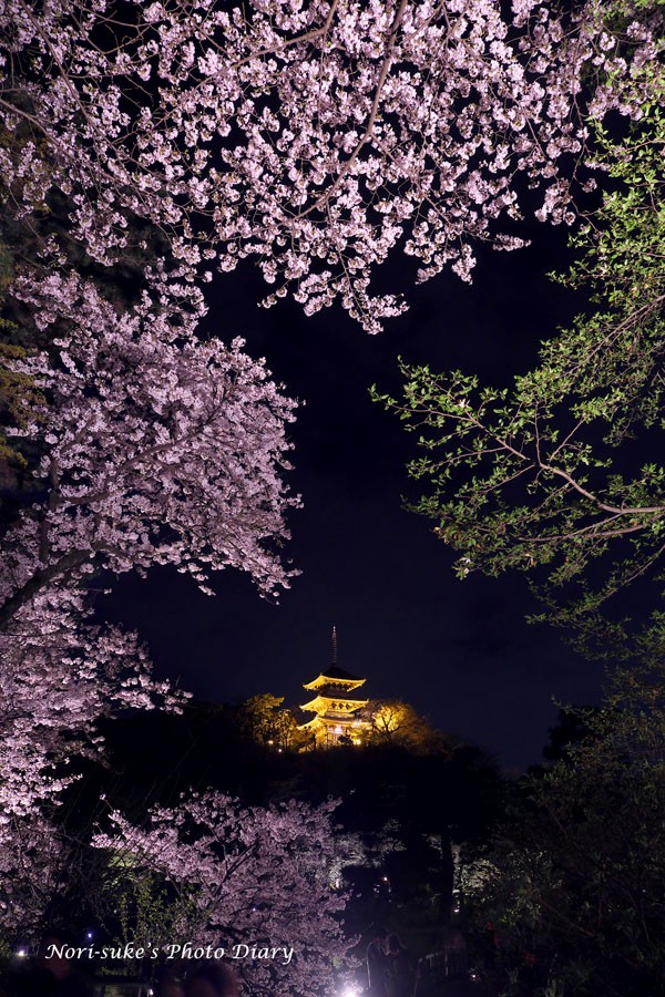 横浜・三渓園の夜桜 ライトアップ 2023 : Nori-sukeの写真散歩