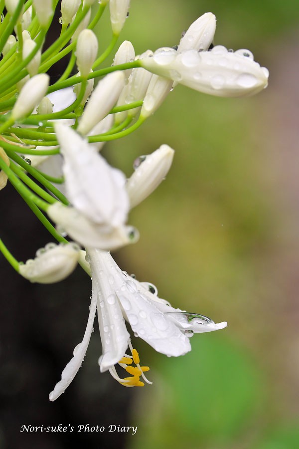 鎌倉 路傍のアガパンサス 雨 Nori Sukeの写真散歩