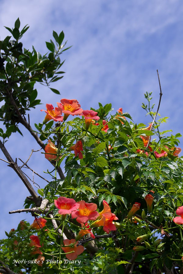 鎌倉 光則寺の夏の花 2020 Nori Sukeの写真散歩