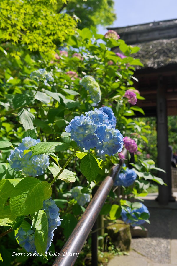 北鎌倉 東慶寺の紫陽花が見頃 Nori Sukeの写真散歩