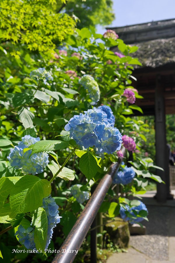 北鎌倉 東慶寺の紫陽花が見頃 Nori Sukeの写真散歩
