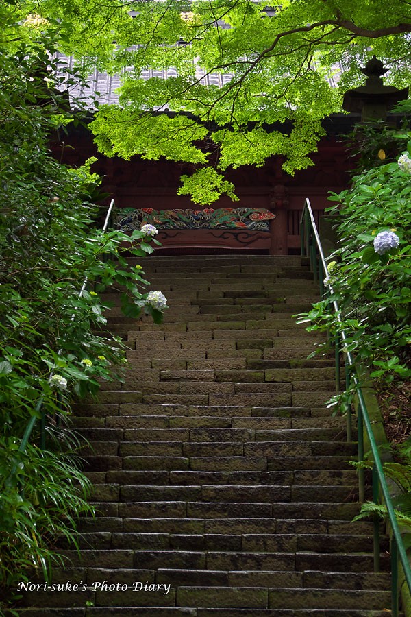 鎌倉 妙本寺 雨の紫陽花 18 Nori Sukeの写真散歩