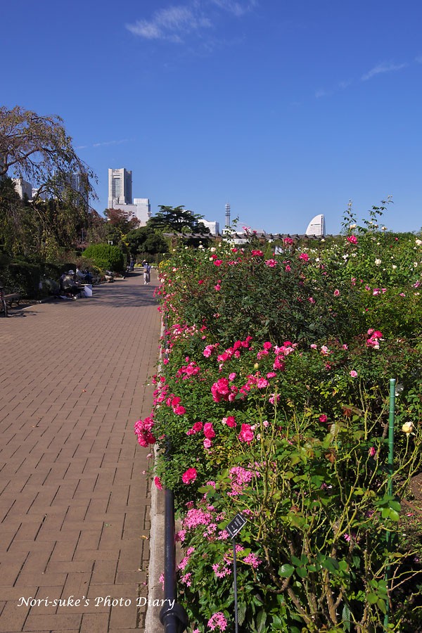 横浜 山下公園の秋バラ Nori Sukeの写真散歩