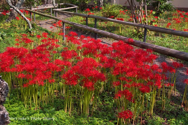 鎌倉 英勝寺の彼岸花 見頃 Nori Sukeの写真散歩 鎌倉 英勝寺の彼岸花 見頃 Nori Sukeの写真散歩
