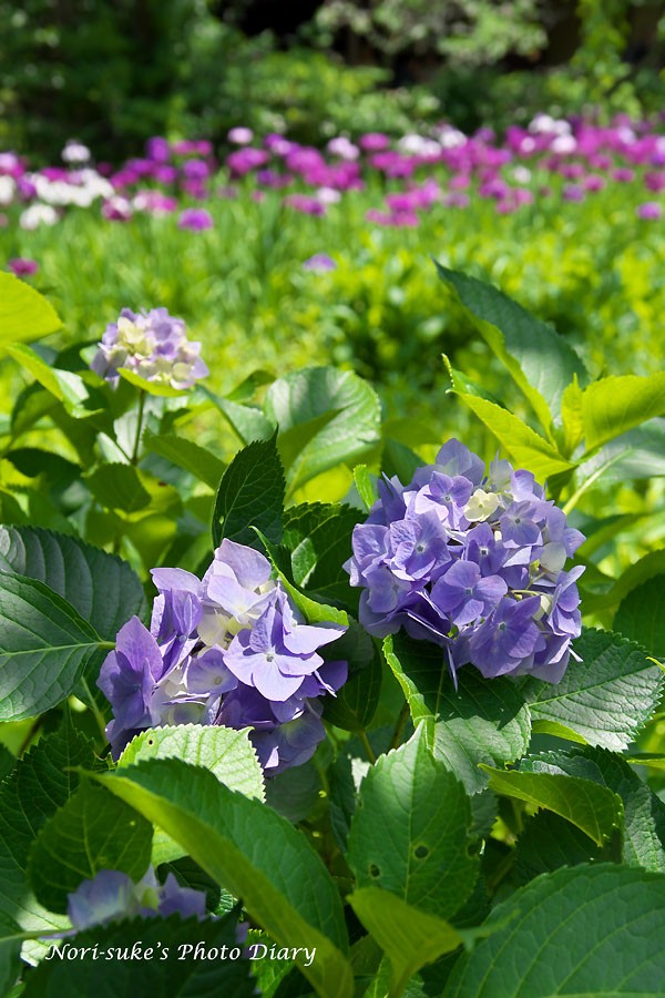 北鎌倉 東慶寺の紫陽花と花菖蒲 17 Nori Sukeの写真散歩