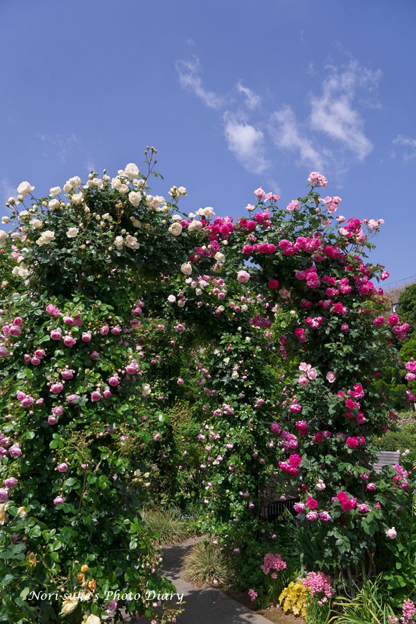 横浜 港の見える丘公園の春バラ 21 Nori Sukeの写真散歩