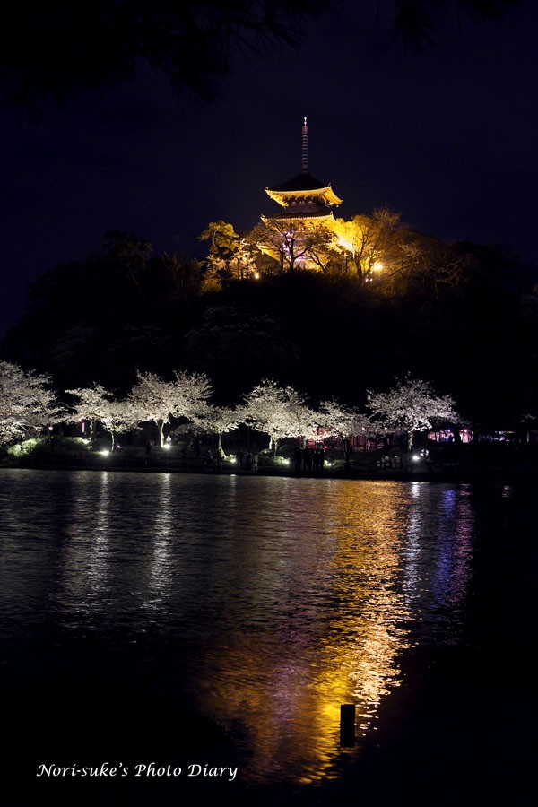 横浜・三渓園の夜桜 ライトアップ 2023 : Nori-sukeの写真散歩