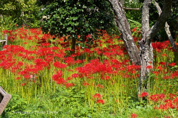 鎌倉 英勝寺の彼岸花 17 見頃です Nori Sukeの写真散歩