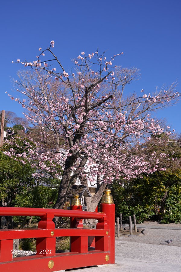 鎌倉 鶴岡八幡宮の寒桜と大島桜 21 Nori Sukeの写真散歩