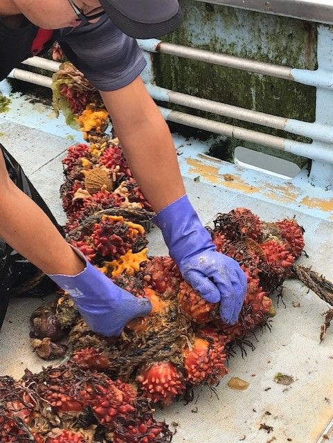 ほやスパゲティとほやの養殖見学ツアー おいしいイタリア Tavola Giappone