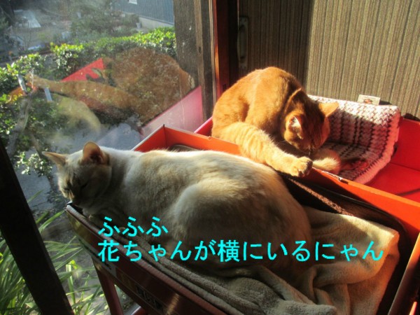 うれしそうな大ちゃん だいちゃんとはなちゃんの猫日記