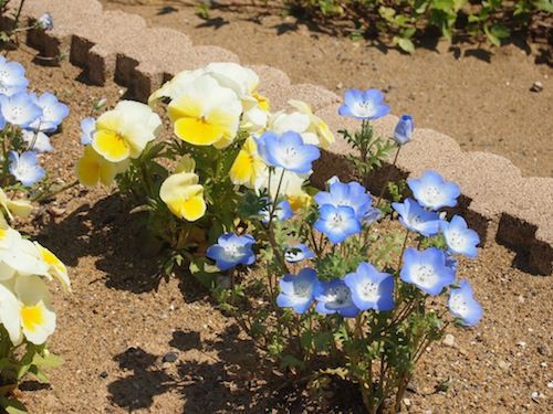 ミニバラの挿し木を植え替え ダメなりに一生懸命なネモフィラ 庭日記 Ver 2 0
