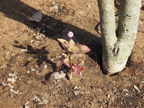 流されて増えていく ヒメツルソバ あれれ イチゴの花が 庭日記 Ver 2 0