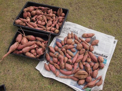 虫に食われて無惨な安納芋 朝顔はそろそろ 庭日記 Ver 2 0