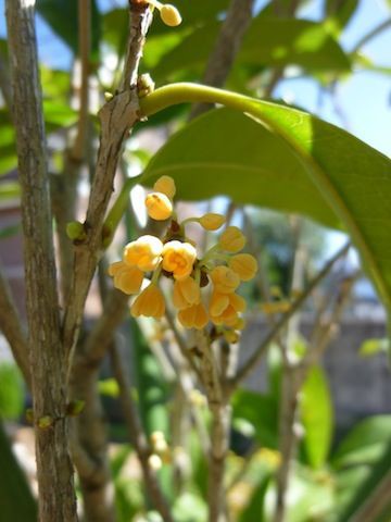 キンモクセイ咲いた どうする 徒長したビオラの芽 庭日記 Ver 2 0