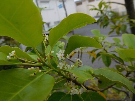 食べられるホオズキと食べられてしまったマリーゴールド 庭日記 Ver 2 0