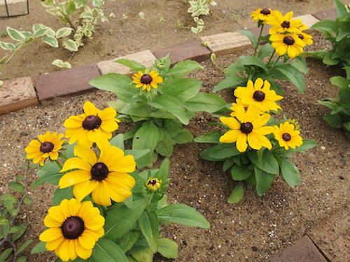 こまめに摘心 今年の朝顔 初開花 イエローのマンデビラ 庭日記 Ver 2 0