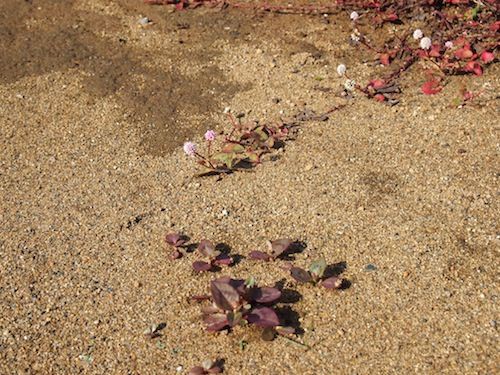 流されて増えていく ヒメツルソバ あれれ イチゴの花が 庭日記 Ver 2 0