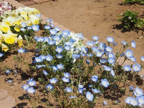 ミニバラの挿し木を植え替え ダメなりに一生懸命なネモフィラ 庭日記 Ver 2 0