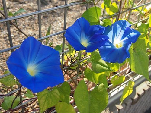 我が家の朝顔事情２０１４ もう 出るの ８月まきの芽 庭日記 Ver 2 0