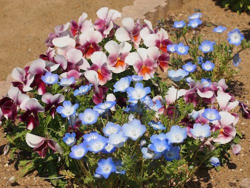 ミニバラの挿し木を植え替え ダメなりに一生懸命なネモフィラ 庭日記 Ver 2 0