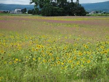 名寄市 なよろ智恵文ひまわり畑 北の大地から発信