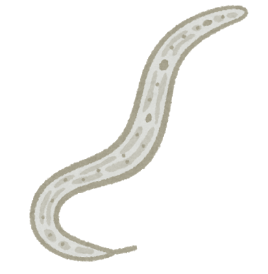 線虫の誘引物質特定 トラップ剤開発に弾み 熊本大など 日本農業新聞 忙人用 農業ニュースまとめ のまとめ